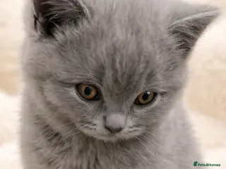 British Shorthair cats 🏆CHAMPION BLOODLINES🏆blue British Shorthair - Advert 5