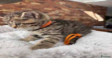 British Shorthair cats - Advert 13
