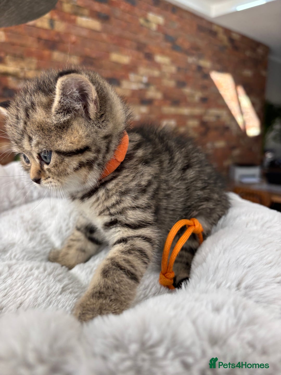 British Shorthair cats for sale: 💎Rare BSH Kittens💎Pedigree Champion Blood Line💎 - Image 2