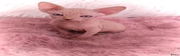 Sphynx cats for sale: 🐾 Gorgeous Sphynx Kittens – Reservations Open! 🐾 - Advert 3