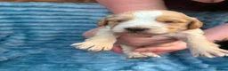 Cockapoo dogs for sale: Cockapoo puppies  in Spennymoor - Advert 6
