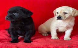 Labrador Retriever dogs for sale: Beautiful chunky Labrador pups NOW READY - Image 7