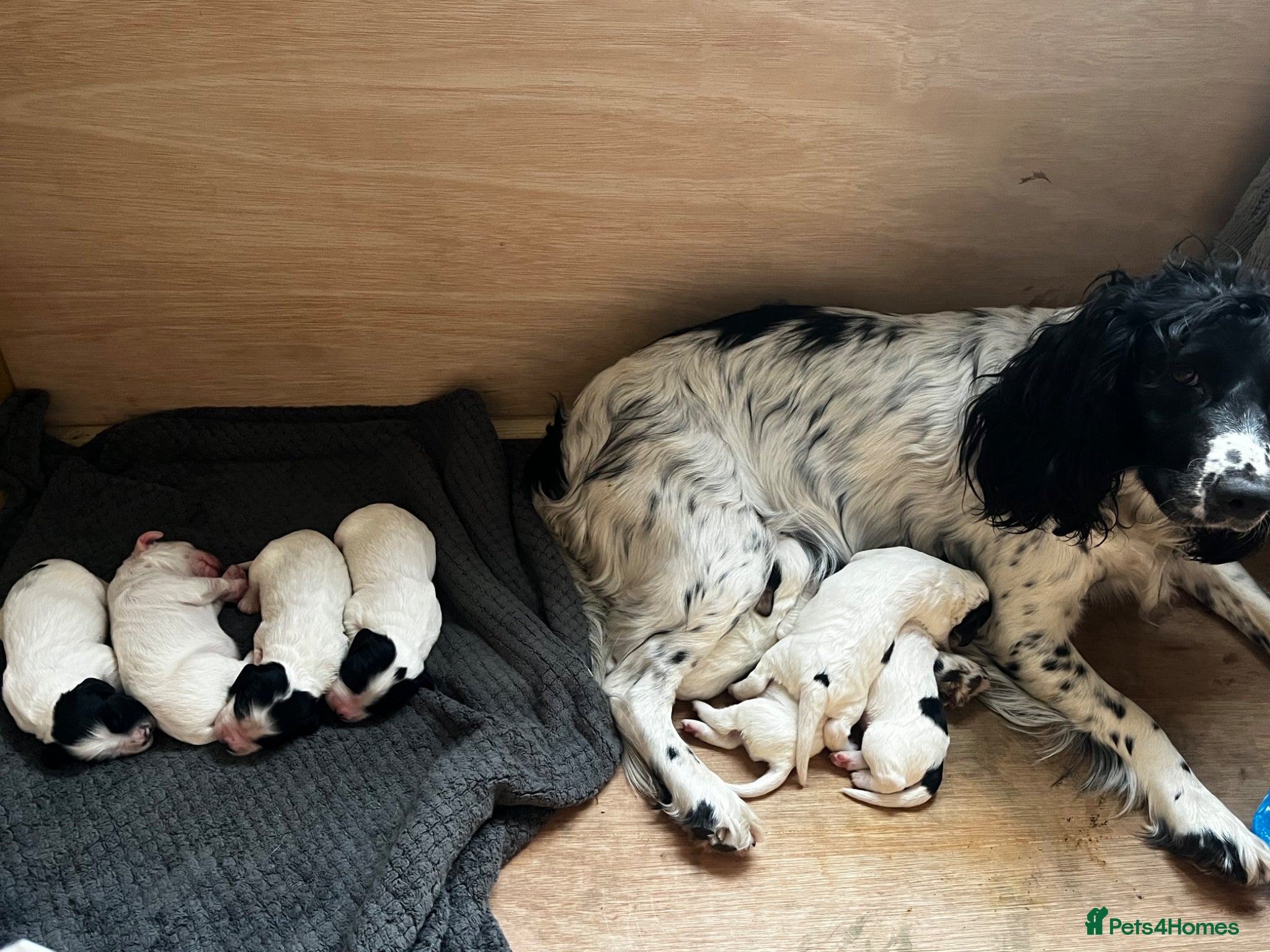 Sprocker dogs for sale: 12 beautiful sprocker spaniels  - Advert 2
