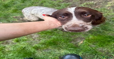 Cocker Spaniel dogs 2 kc cocker spaniels for sale 1 female one male  - Advert 4