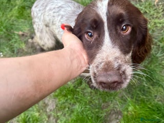 Cocker Spaniel dogs 2 kc cocker spaniels for sale 1 female one male - Advert 10