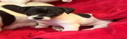 Jack Russell dogs for sale: Gorgeous little boy pup in Carmarthen - Advert 6