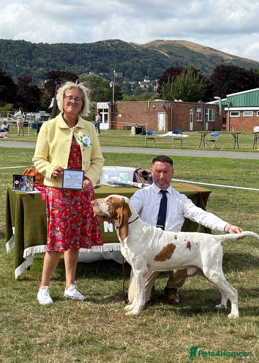 Bracco Italiano dogs for sale: Top Breeder 2021,22,22,24 & 2025 🌟🌟🌟🌟🌟 - Advert 8