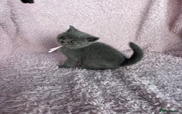 British Shorthair cats for sale: **5 Chunky pure breed BSH Kittens for sale** - Image 3