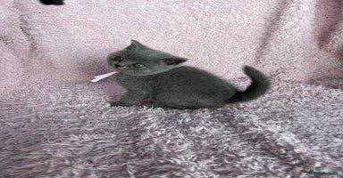 British Shorthair cats - Advert 2