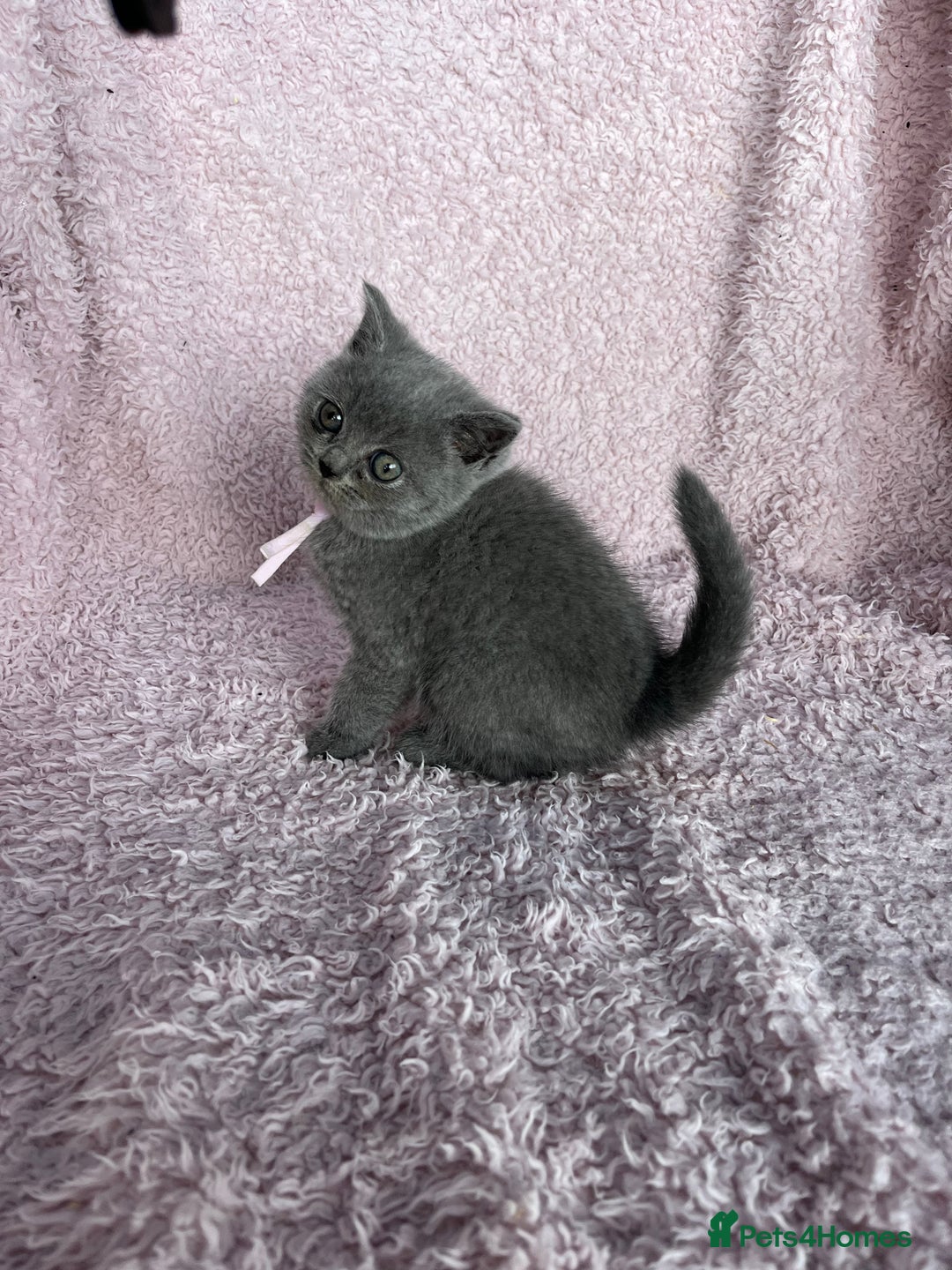 British Shorthair cats for sale: **5 Chunky pure breed BSH Kittens for sale** - Image 3