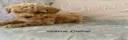Toy Poodle dogs for sale: 🐩Outstanding Toy Poodle Puppies – Ready to view🐩 - Advert 24