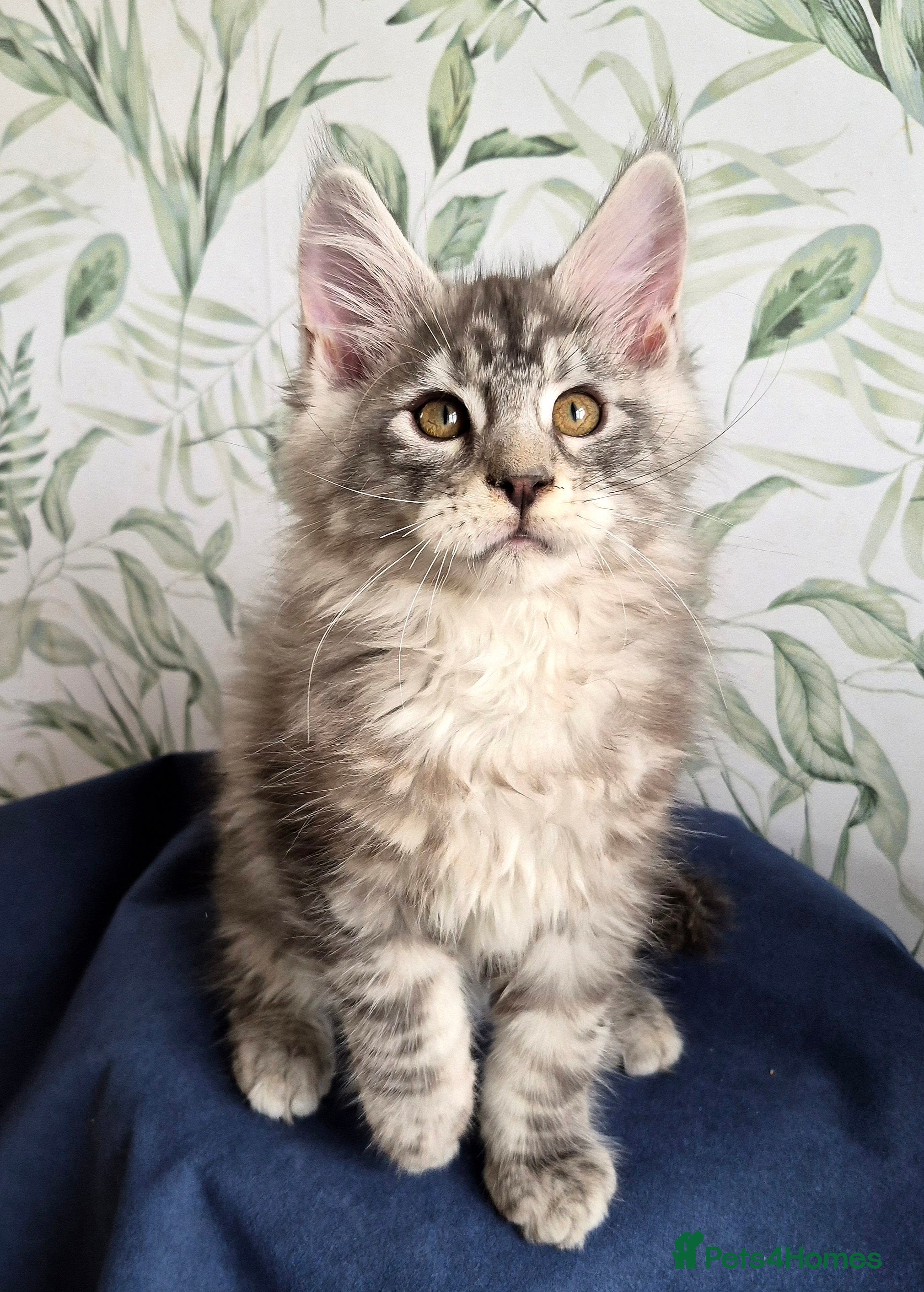 Maine Coon cats Affectionate pedigree boys  - Advert 17