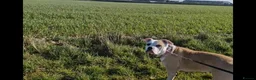 Alapaha Blue Blood Bulldog dogs for sale: Beautiful, 18 month Alapaha, pure breed  - Advert 12