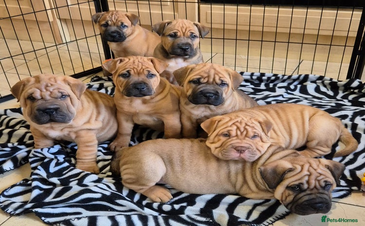 Shar Pei dogs - Advert 11