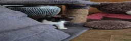 Mixed Breed cats for sale: Kittens for sale - Advert 8