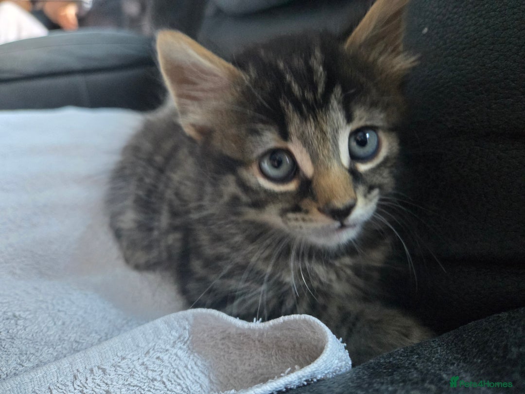 Mixed Breed cats for sale:  tabby kittens  - Image 6