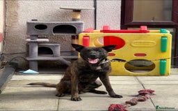 Belgian Shepherd Dog dogs for sale: For sale Belgian malinois x Dutch herder  - Image 1