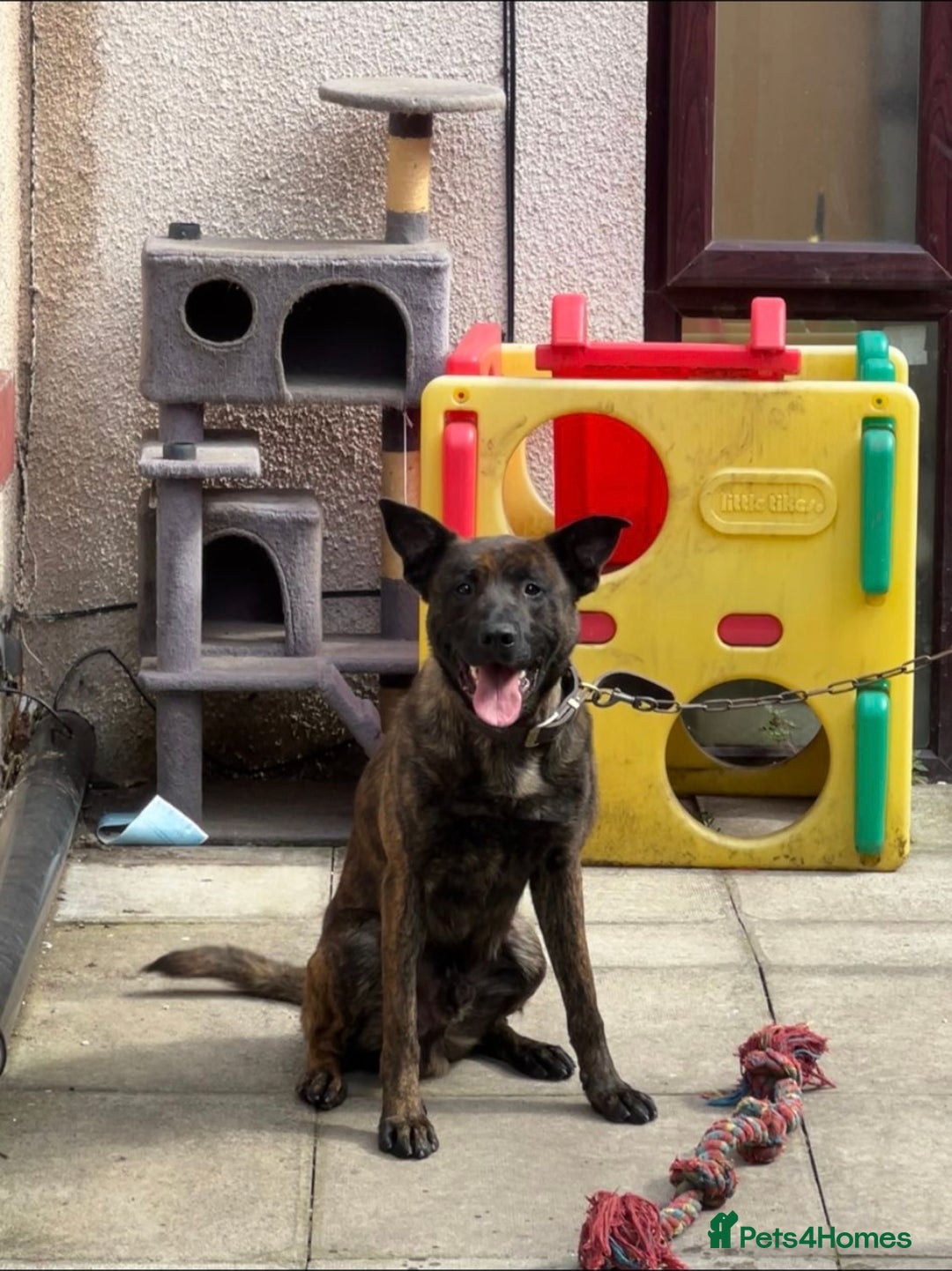 Belgian Shepherd Dog dogs for sale: For sale Belgian malinois x Dutch herder  - Image 1