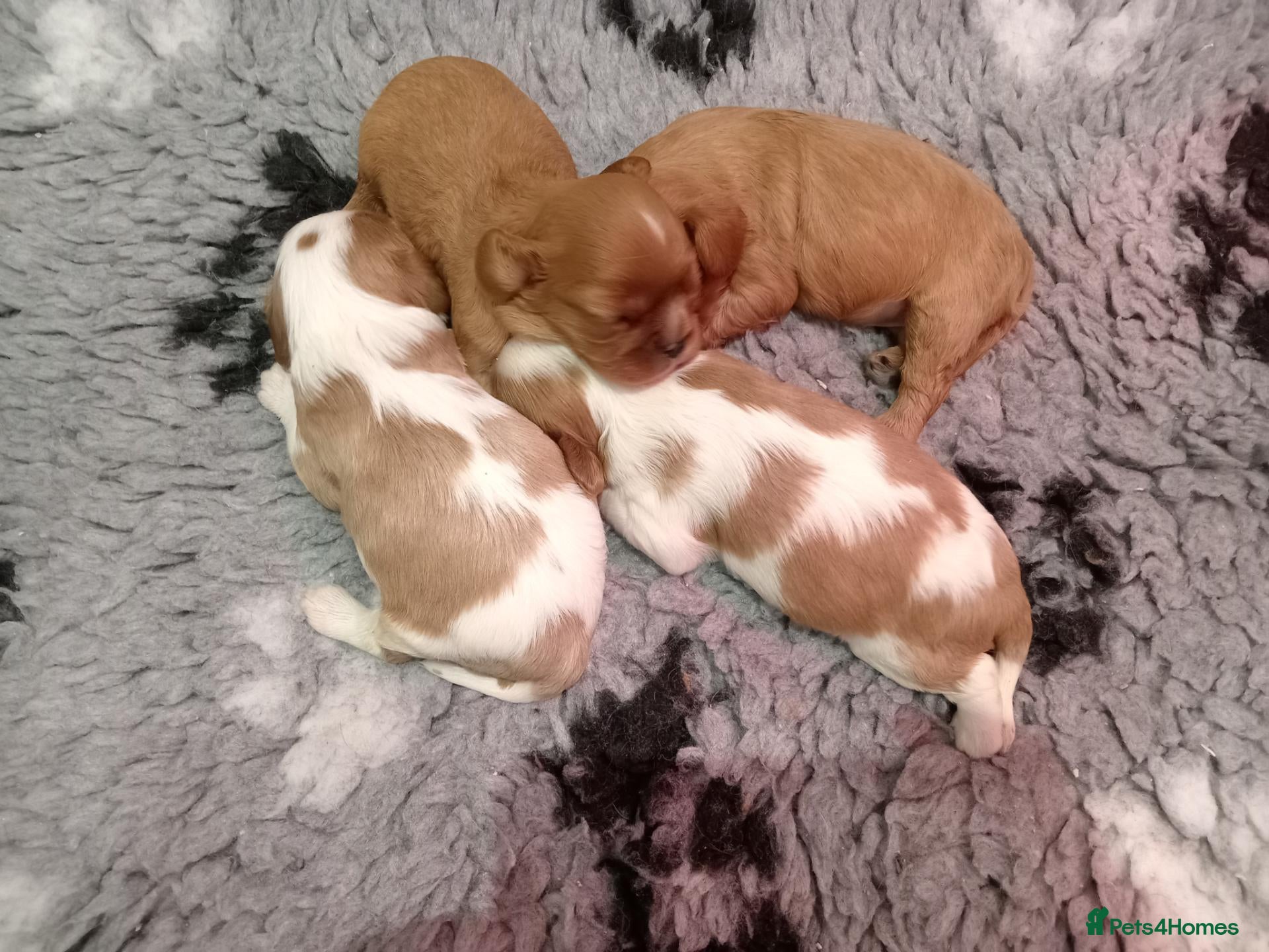Cavalier King Charles Spaniel dogs KC Health tested Cavalier King Charles Puppies - Advert 14