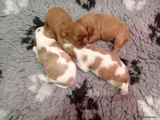 Cavalier King Charles Spaniel dogs 🌟 🐶 🐾 KC Health tested Cavalier Puppies🐾🐶🌟 - Advert 5