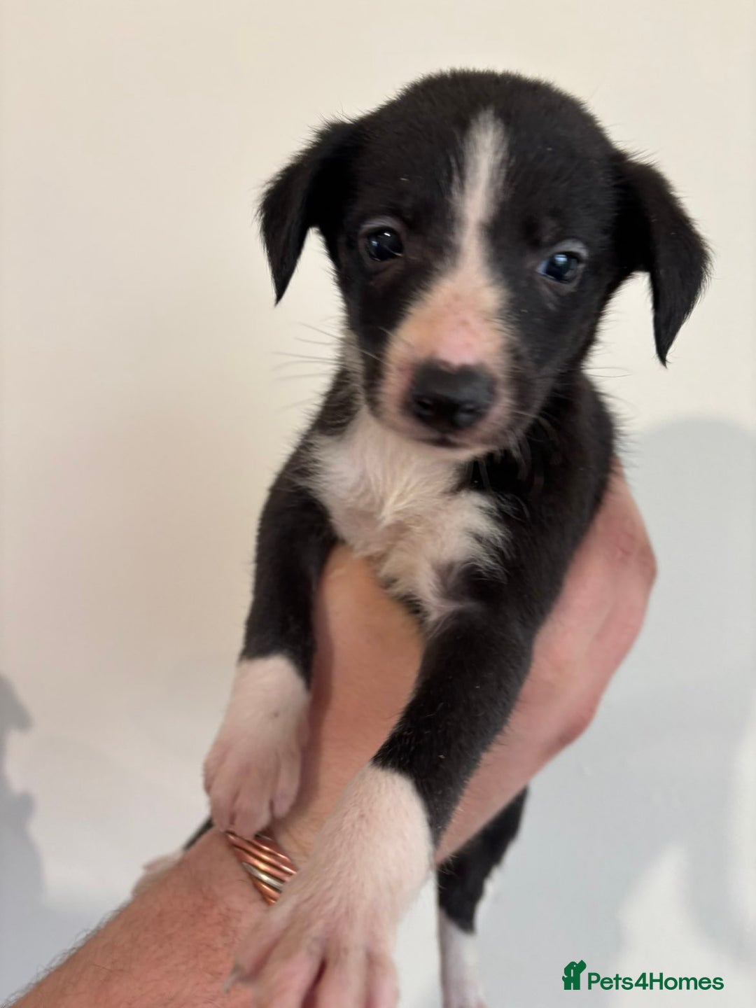 Mixed Breed dogs for sale: Beddy whippets - Image 3
