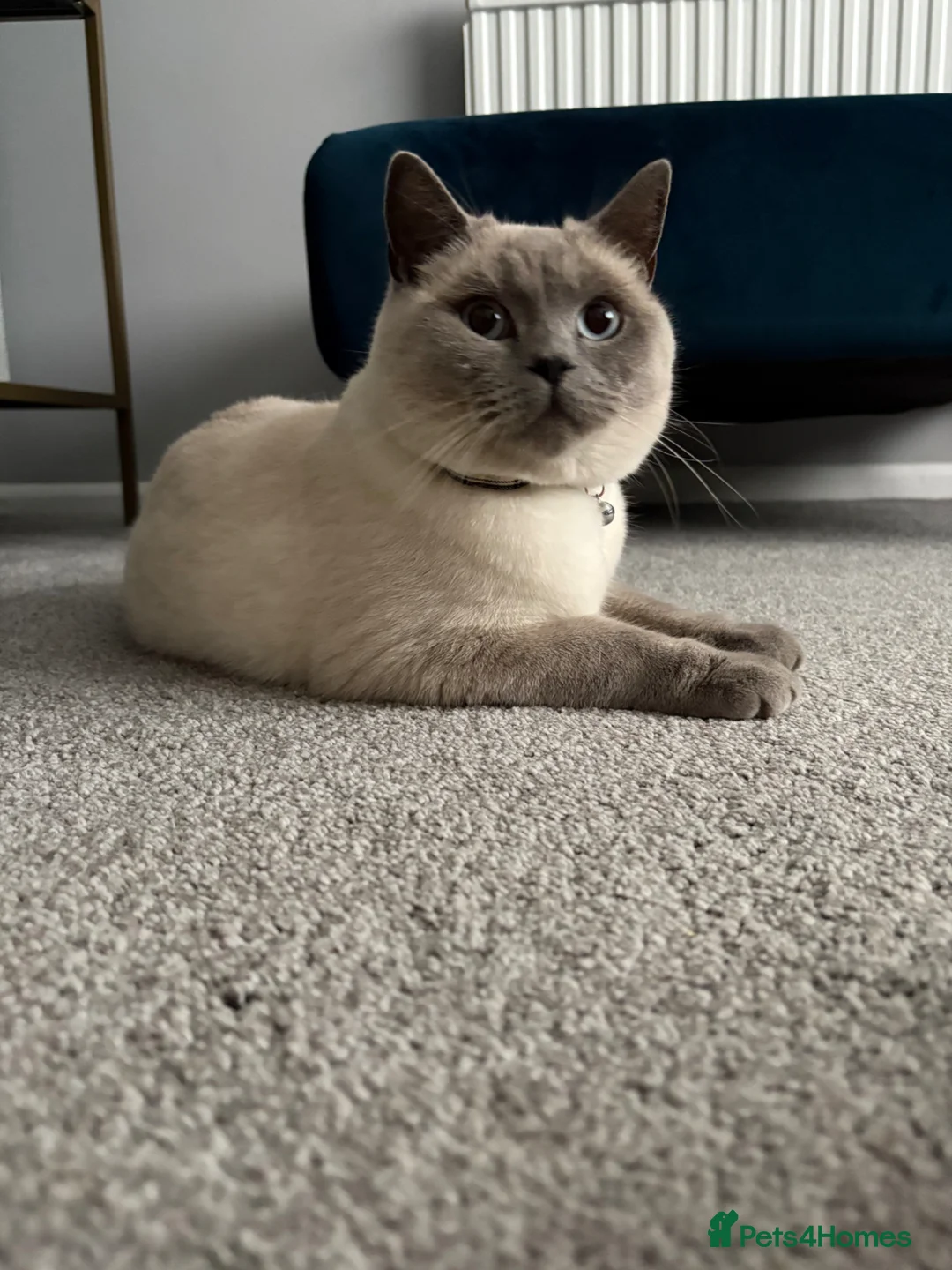 British Shorthair cats for sale: Blue point British shorthair male - Advert 3
