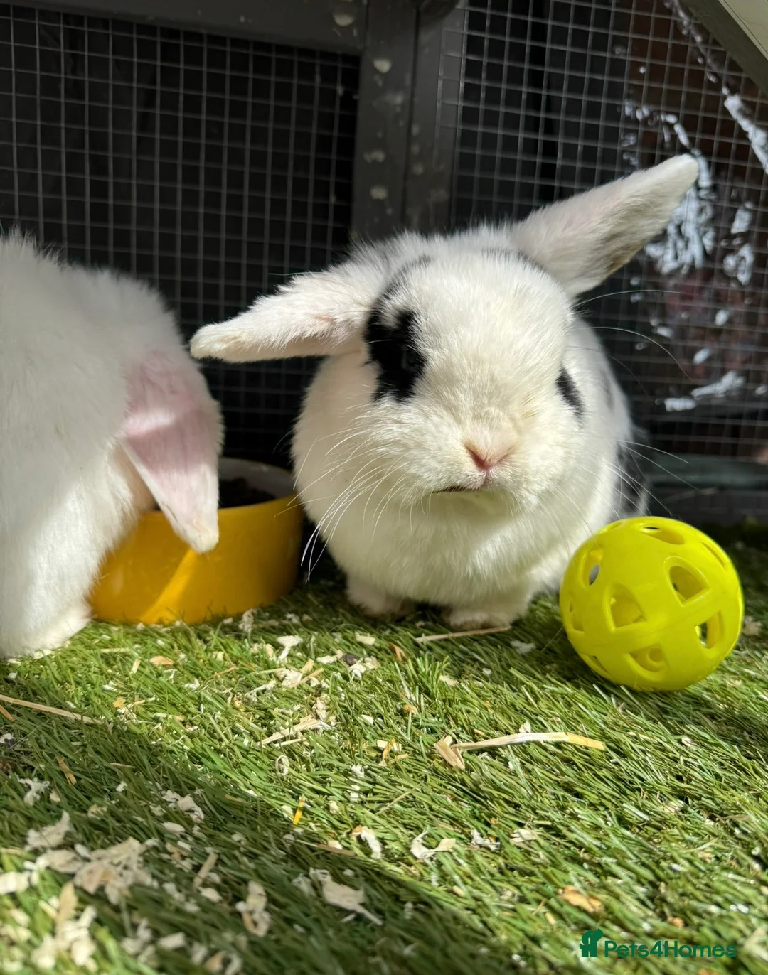 Mini Lop rabbits for sale: 2x mini lops for sale and cage food etc  - Advert 3