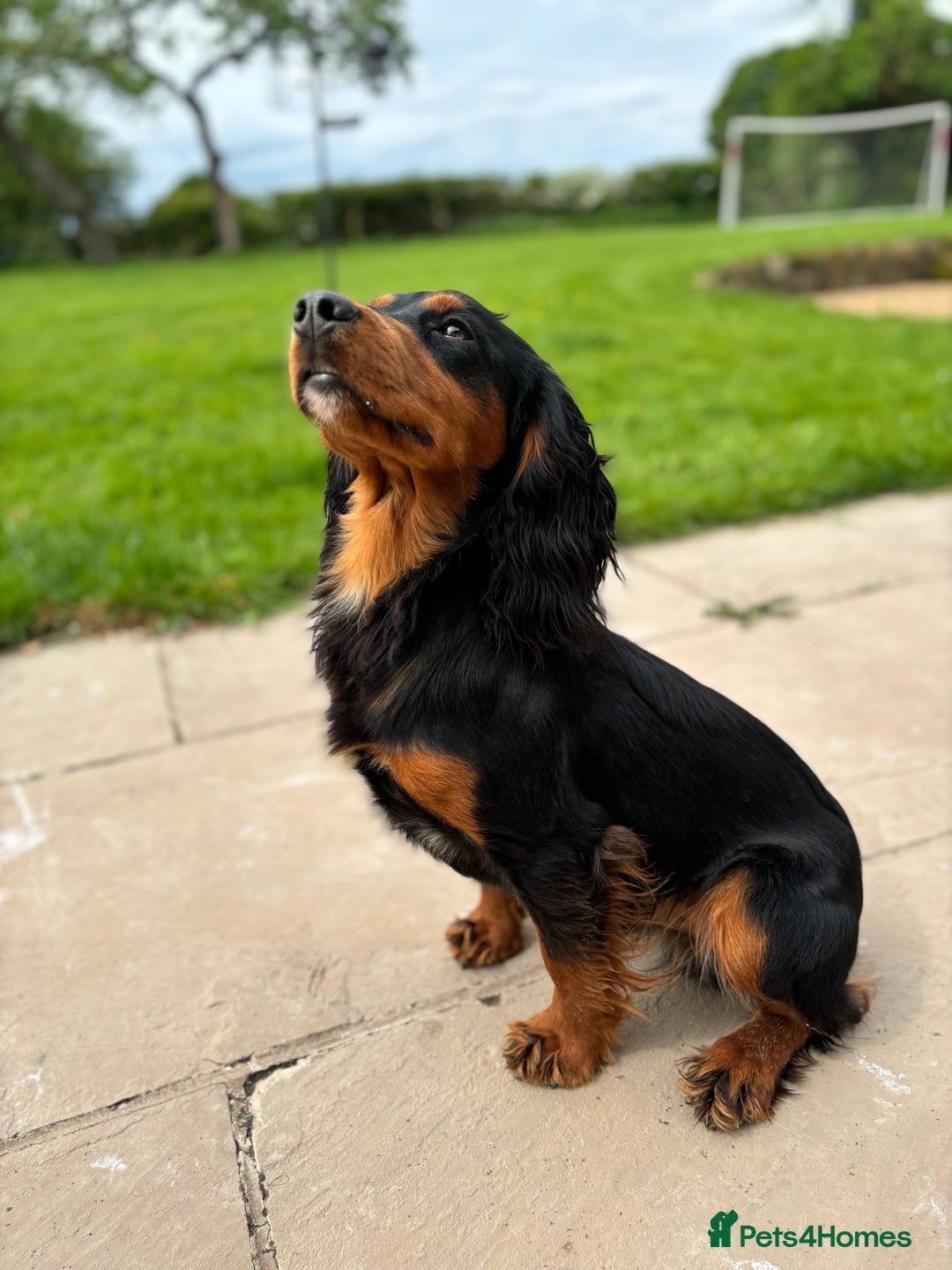 Cocker Spaniel dogs for stud: KC registered Champion bred working cocker  in Middlewich - Image 9