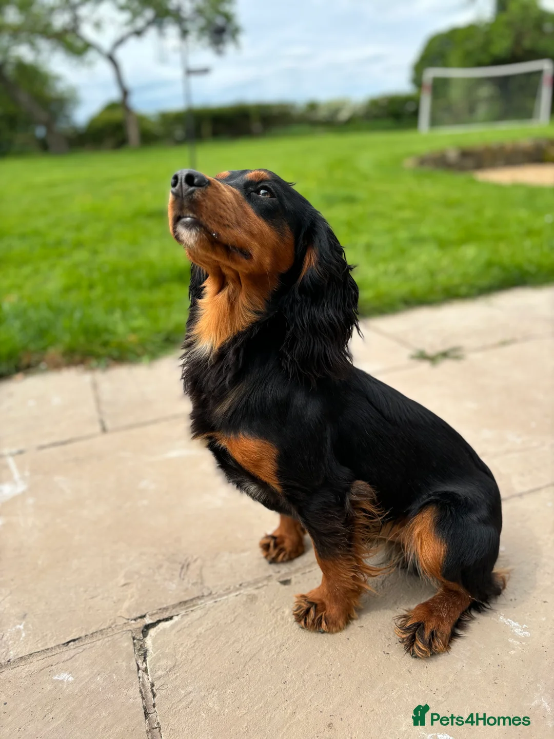Cocker Spaniel dogs for stud: KC registered Champion bred working cocker  in Middlewich - Advert 9