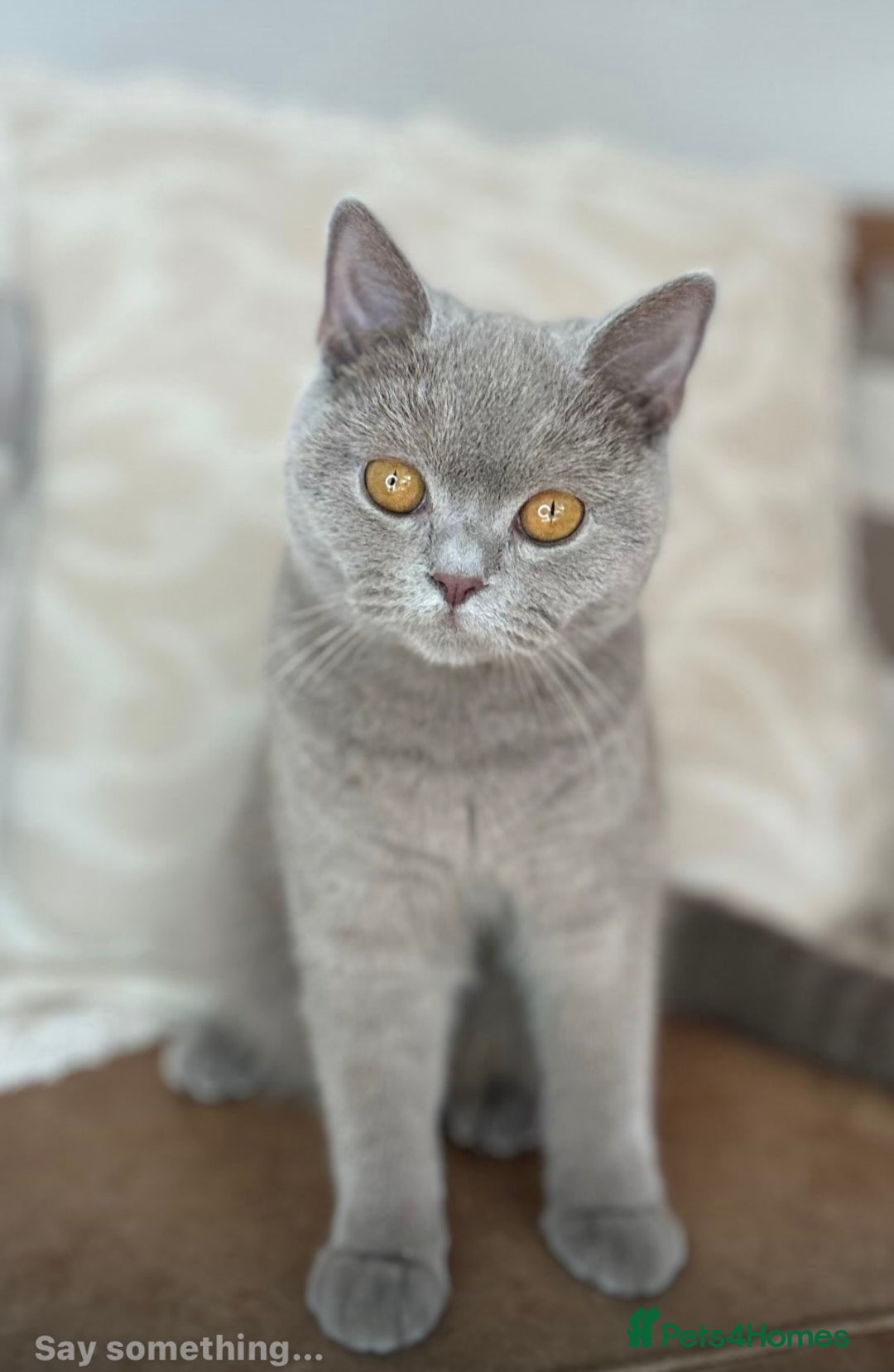 British Shorthair cats for sale: Cinnamon Tortie BSH  - Advert 6