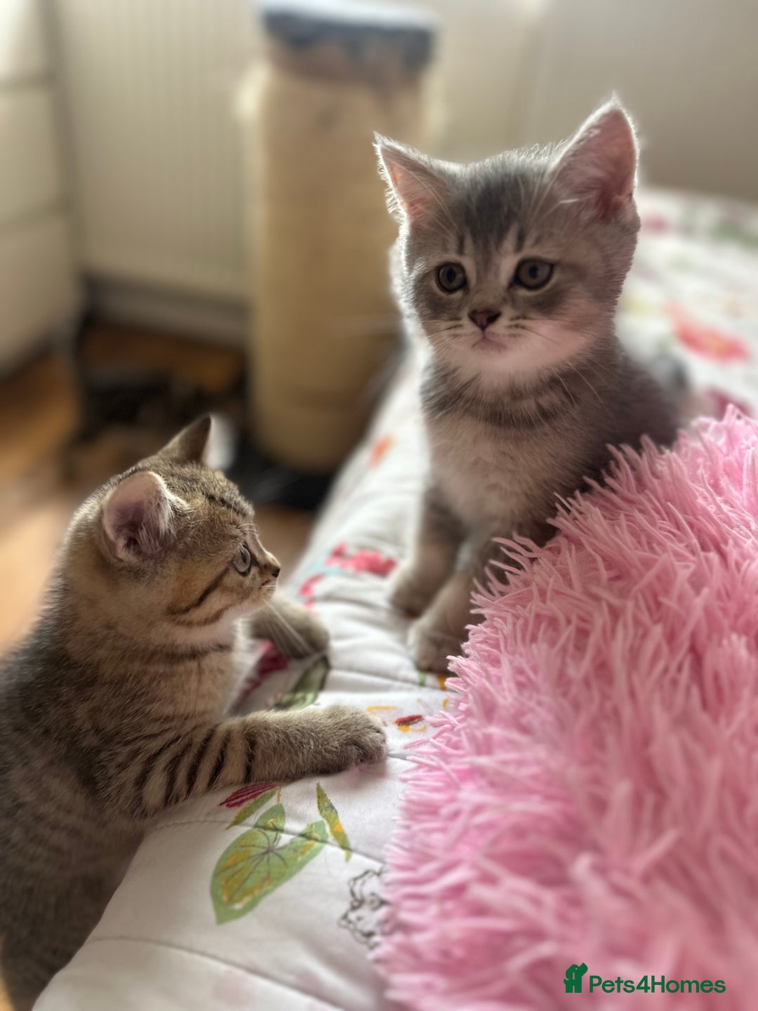 British Shorthair cats for sale: 5 Adorable British Shorthair Kittens - Image 24