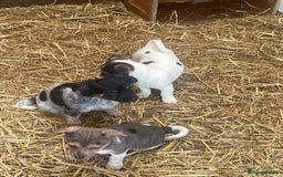 Jack Russell dogs for sale: Jack Russell puppies - Image 4