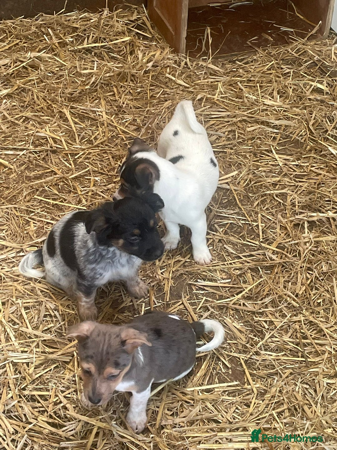 Jack Russell dogs for sale: Jack Russell puppies - Image 4