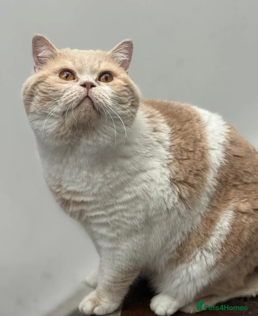 British Shorthair cats for stud: Gorgeous Cream Bi Colour British shorthair  - Advert 2