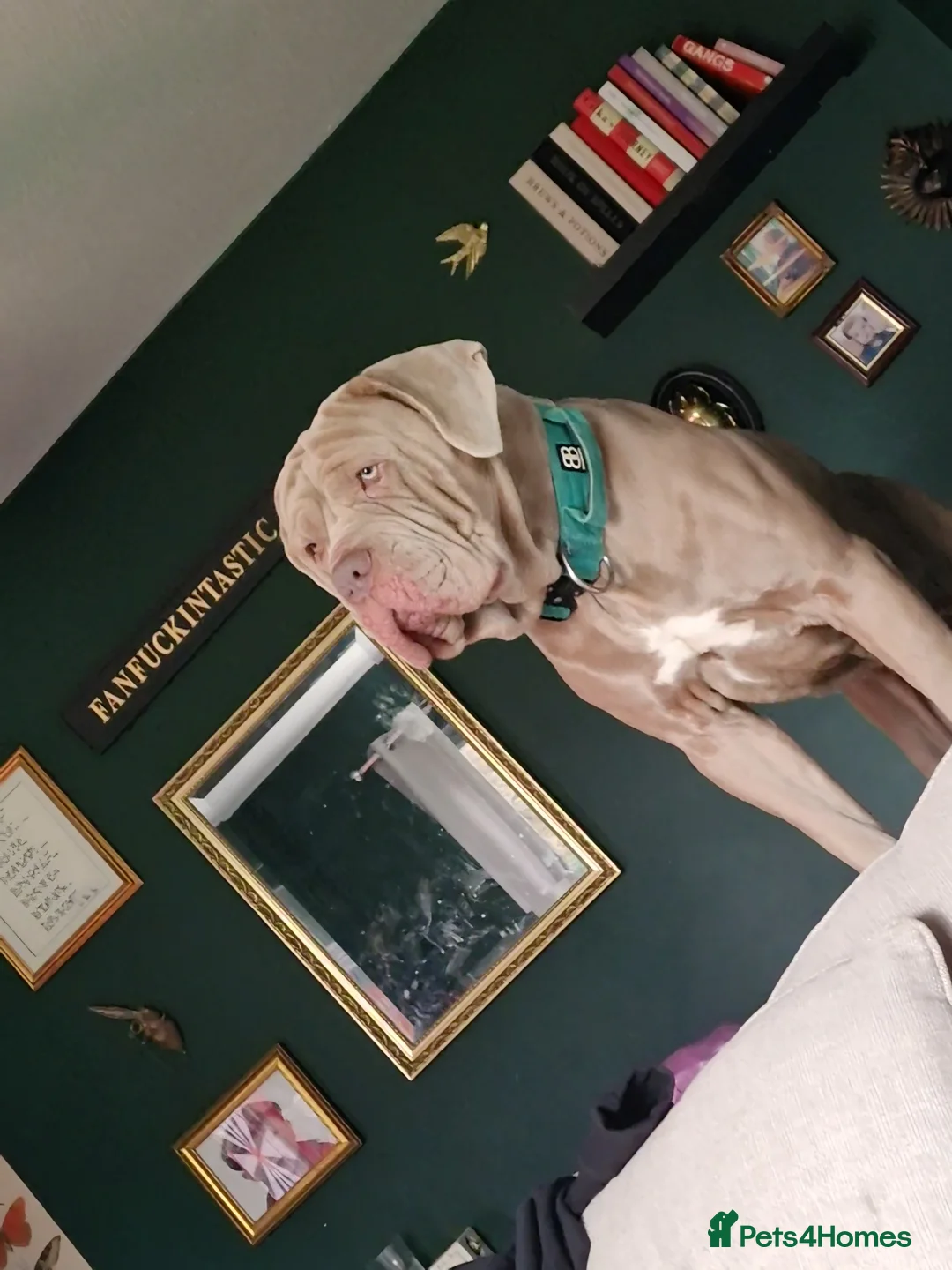 Mixed Breed dogs for sale: Rehoming Thor Please read!! - Advert 5