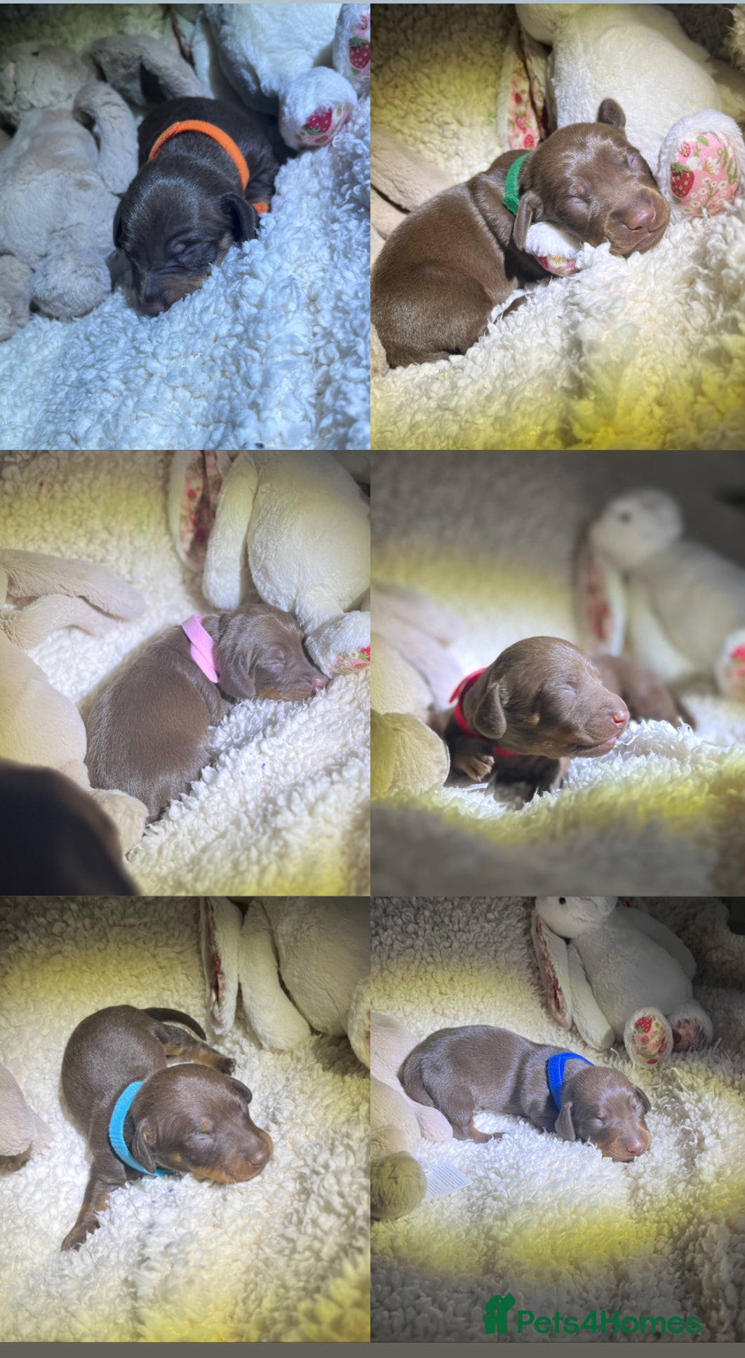 Miniature Dachshund dogs Miniature dachshund for sale  - Advert 16