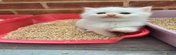 Ragdoll cats for sale: Stunning European bloodline kittens - Advert 15