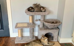 Siberian cats for sale: Siberian girl kittens ready for new home now - Image 34