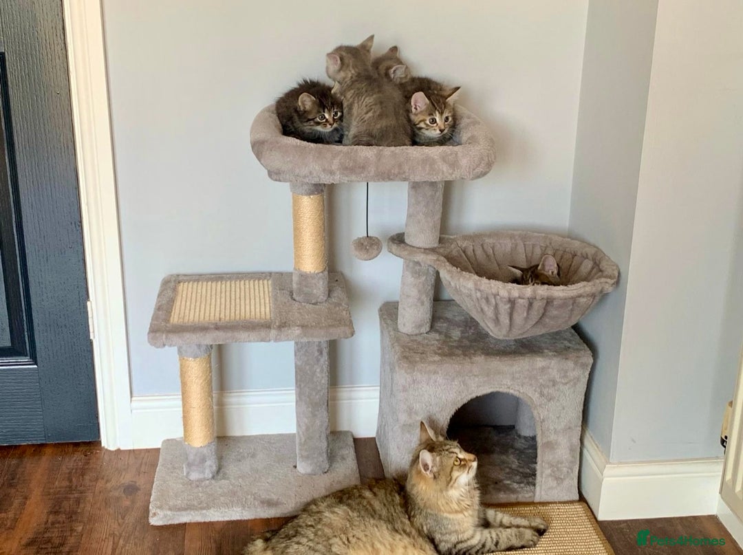 Siberian cats for sale: Siberian girl kittens ready for new home now - Image 34