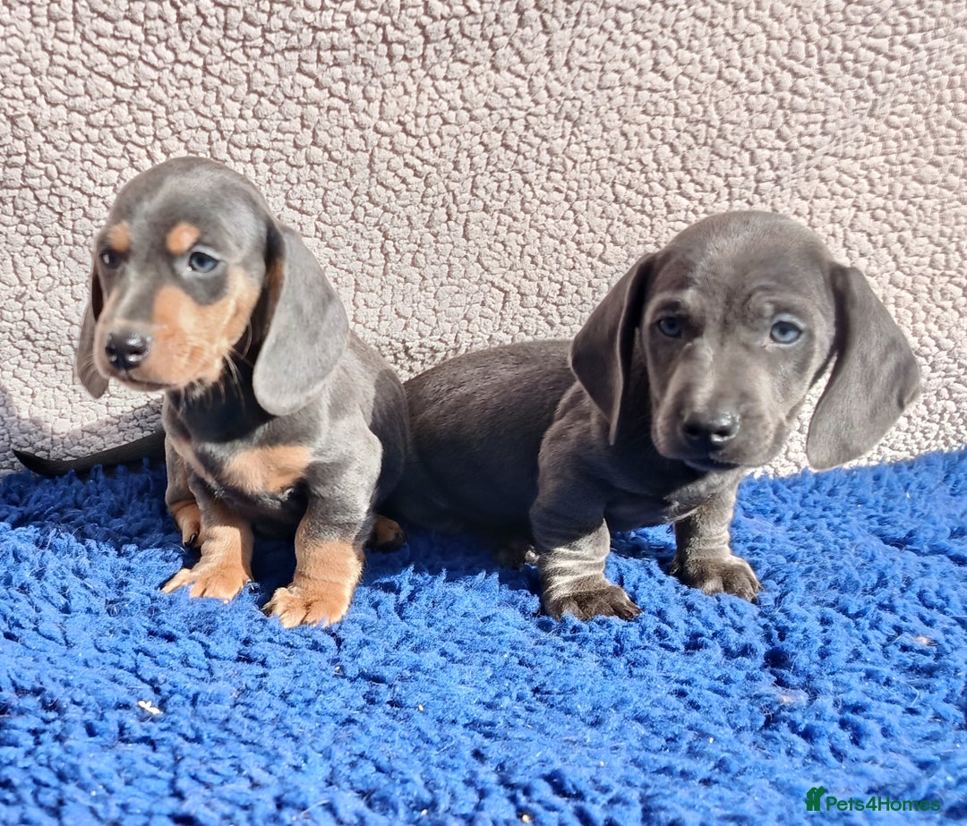 Dachshund dogs for sale: STANDARD DACHSHUND PRA CLR KC REG MANY CHAMPS - Image 4