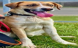 German Shepherd dogs for adoption: Bentley’s Story: From Chains to Freedom - Image 3
