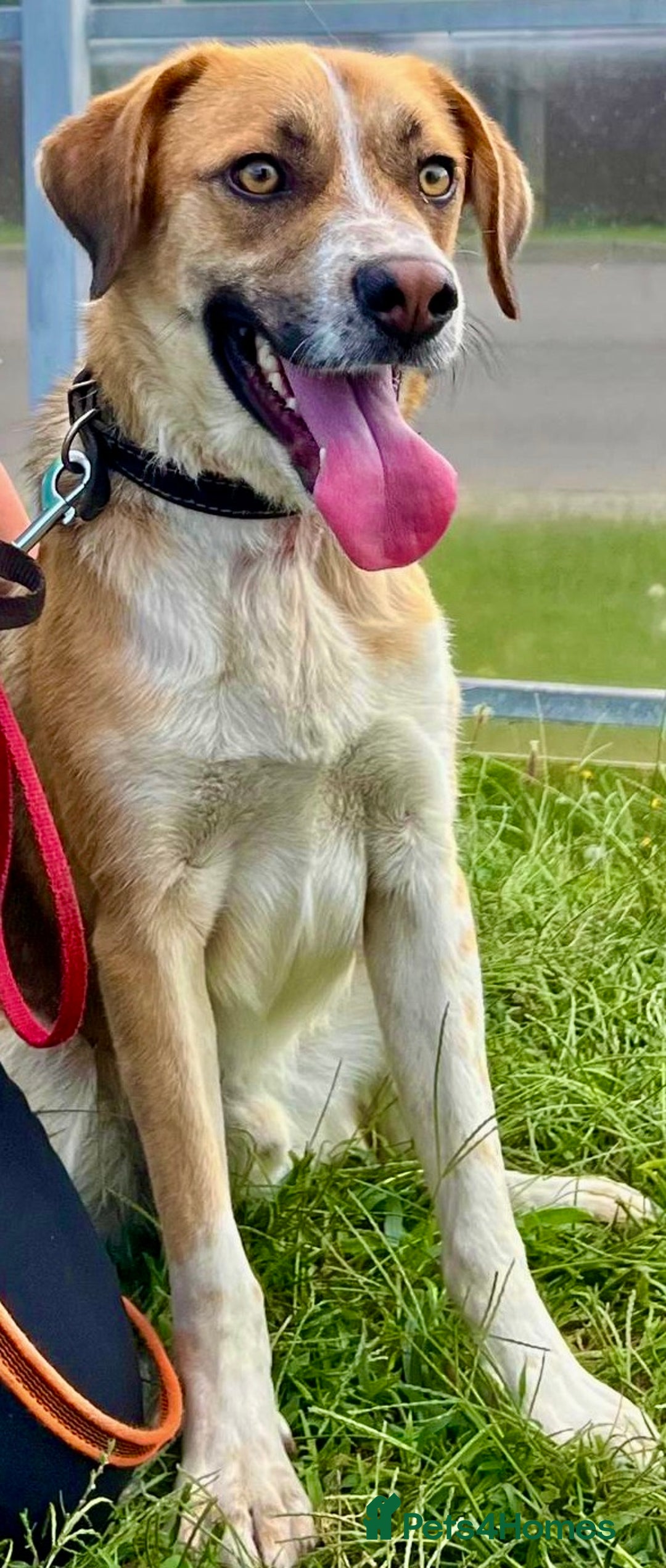 German Shepherd dogs for adoption: Bentley’s Story: From Chains to Freedom - Image 3