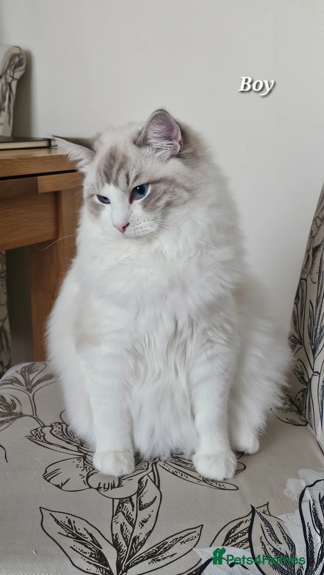 Ragdoll cats for sale: BOY ACTIVE GCCF  - Advert 4