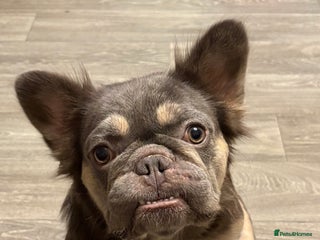 Frug dogs Frugs for sale - Advert 2