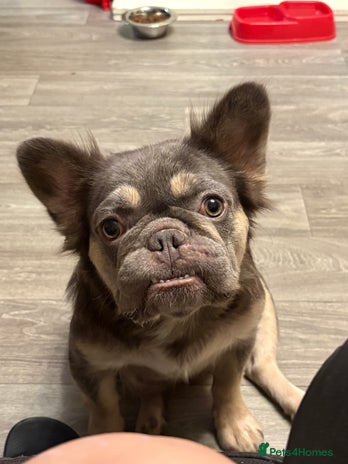 Frug dogs Frugs for sale - Advert 5