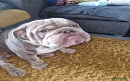 English Bulldog dogs for sale: Male English bull dog - Image 2