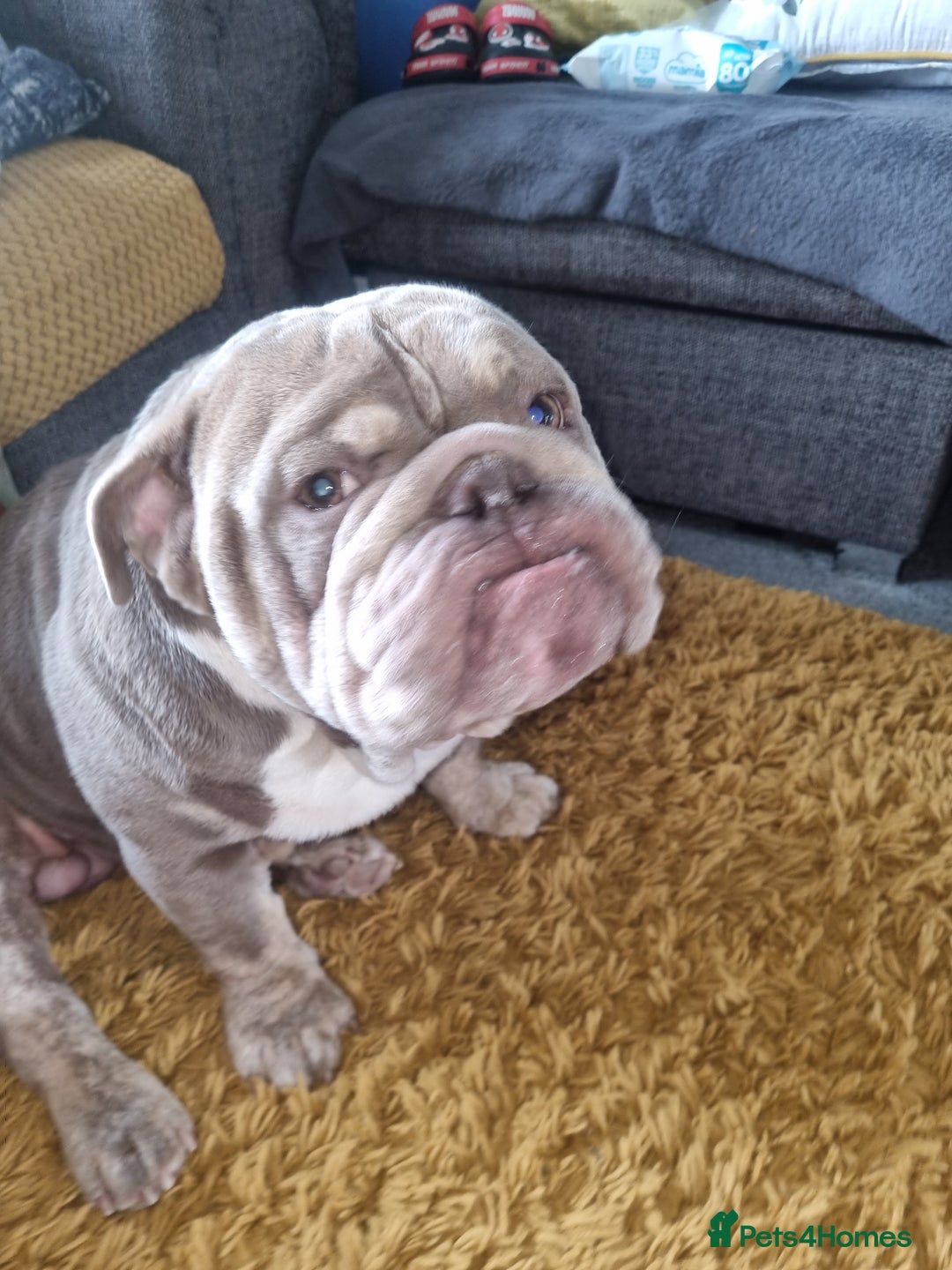 English Bulldog dogs for sale: Male English bull dog - Image 2