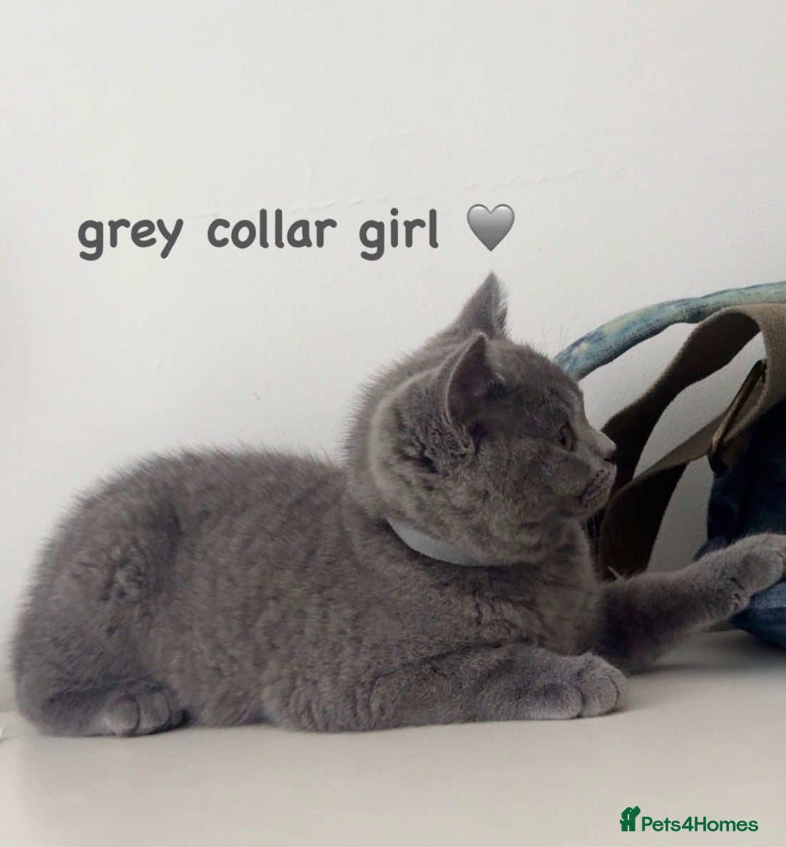 British Shorthair cats Gorgeous British Shorthairs ! - Advert 1