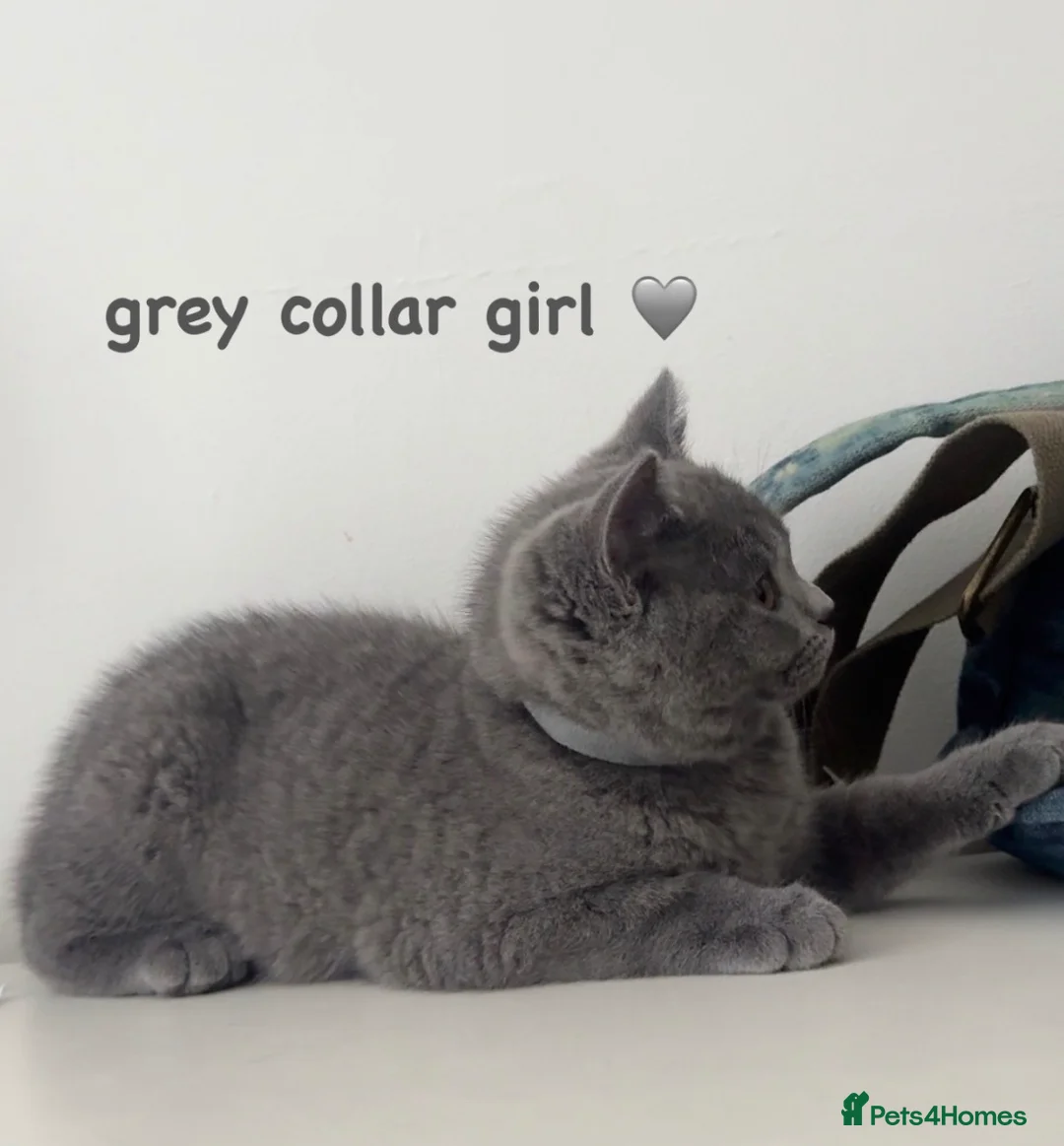 British Shorthair cats for sale: Gorgeous British Shorthairs ! in London - Advert 1