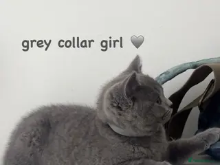 British Shorthair cats Gorgeous British Shorthairs ! - Advert 1